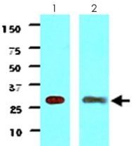 MAB2048 - 14-3-3 protein gamma