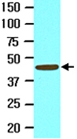 MAB2054 - Neuregulin 1