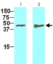 MAB2055 - Tomoregulin-2 / TMEFF2