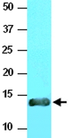 MAB2061 - VAMP-3 / Synaptobrevin-3