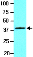 MAB2063 - WNT3A