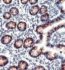 MAB2073 - Mucin-2
