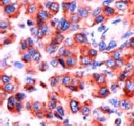MAB2079 - CD63