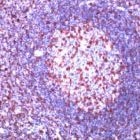 MAB2083 - CD45 / LCA