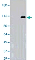 MAB2091 - NEDD9