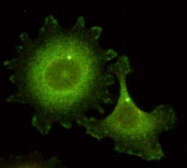 MAB2091 - NEDD9