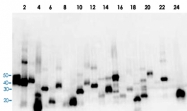 MAB2094 - DYKDDDDK Epitope Tag