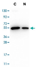 MAB2094 - DYKDDDDK Epitope Tag