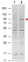 MAB2097 - STAT5 / STAT5A