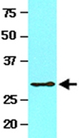 MAB2098 - 14-3-3 protein theta