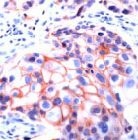 MAB2109 - CD326 / EPCAM / TACSTD1