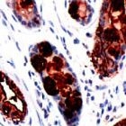 MAB2116 - Blood Group Antigen Lewis a