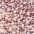 MAB2124 - POMC
