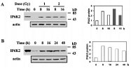 MAB2177 - InsP6 kinase 2 / IP6K2