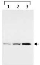 MAB2288 - 14-3-3 protein gamma