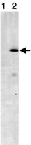 MAB2291 - Striatin-3 / SG2NA