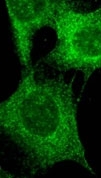 MAB2291 - Striatin-3 / SG2NA