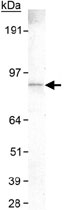 MAB2292 - SLC9A8 / NHE8