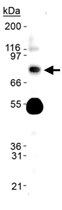MAB2294 - SLC9A3 / NHE3