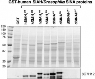 MAB2299 - SIAH1