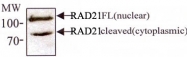 MAB2300 - RAD21