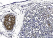 MAB2301 - PMP22