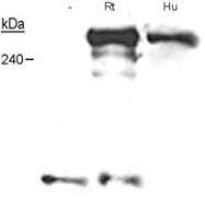 MAB2305 - Neurofibromin