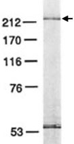 MAB2307 - POLE3