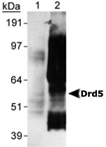 MAB2313 - Dopamine D5 receptor