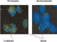 MAB2322 - Luciferase