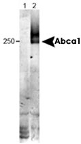 MAB2326 - ABCA1