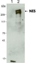 MAB2332 - Nestin
