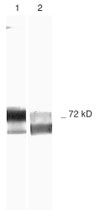 MAB2334 - MMP-2