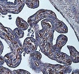 MAB2342 - HIF1A / HIF1 alpha