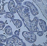 MAB2342 - HIF1A / HIF1 alpha