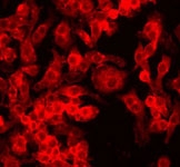 MAB2342 - HIF1A / HIF1 alpha