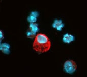 MAB2342 - HIF1A / HIF1 alpha