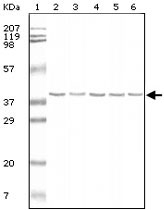 MAB2344 - GAPDH