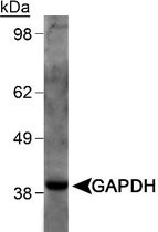 MAB2344 - GAPDH