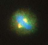 MAB2347 - Separin / ESPL1