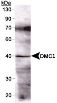 MAB2349 - DMC1 / LIM15