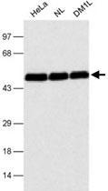 MAB2351 - CUGBP1