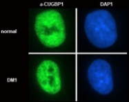 MAB2351 - CUGBP1