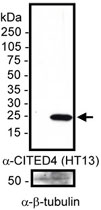 MAB2352 - CITED4