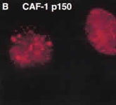 MAB2356 - CAF-1 subunit A