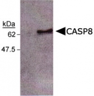 MAB2358 - Caspase-8 / FLICE