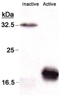 MAB2360 - Caspase-3