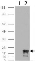 MAB2366 - IAP4 / BIRC5