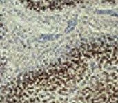 MAB2370 - HIF1 beta / ARNT