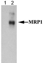 MAB2374 - ABCC1 / MRP1